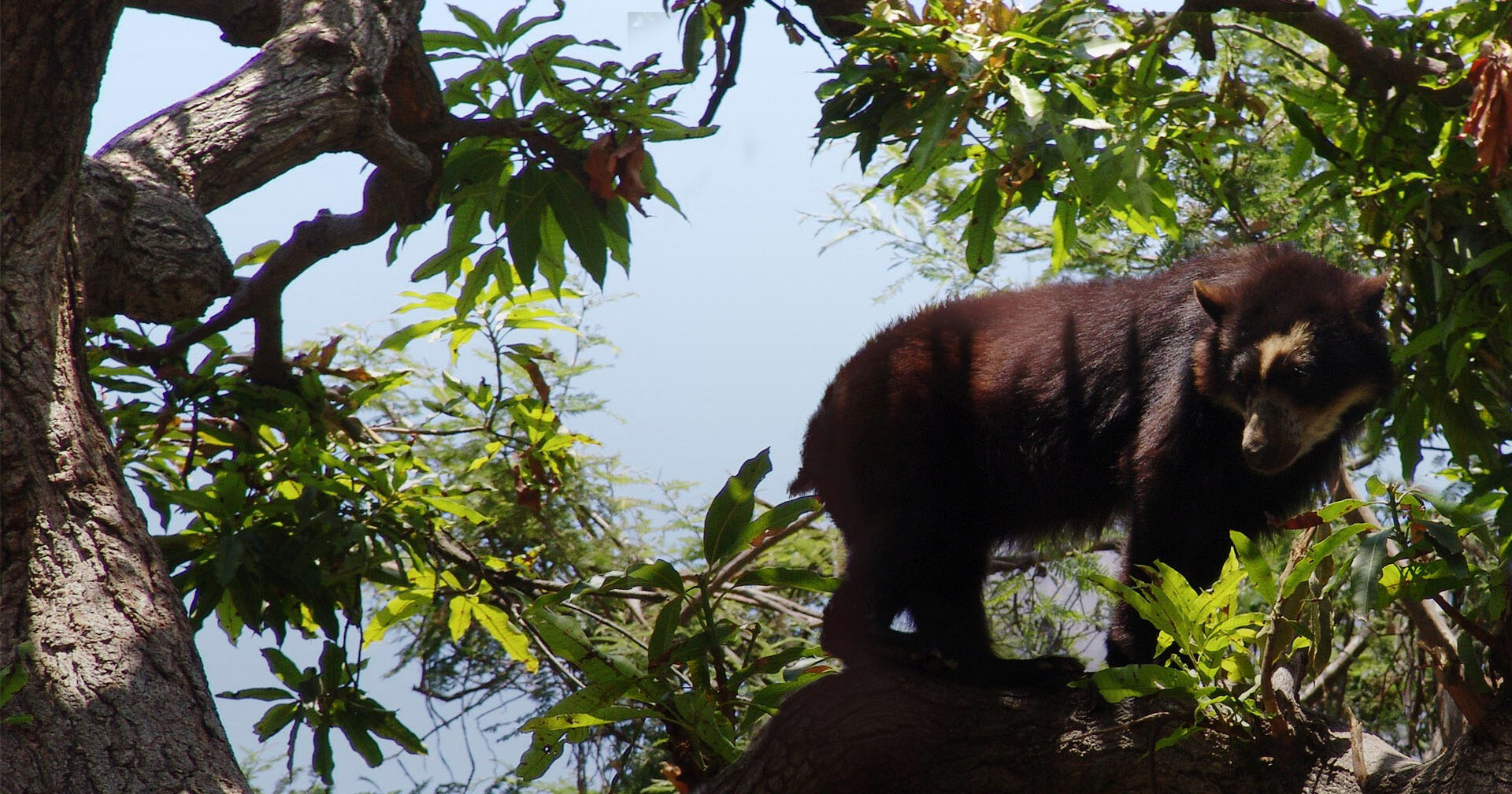 Chaparri tours in wildlife adventure in north of peru