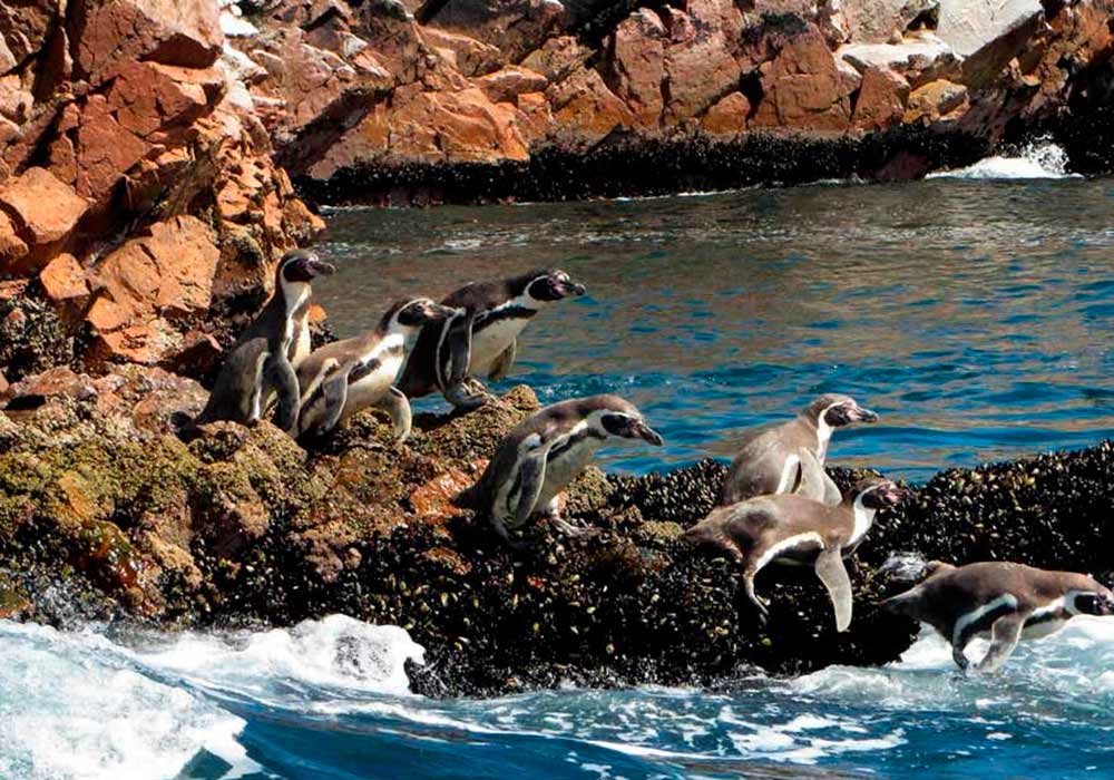 paracas tours from lima
