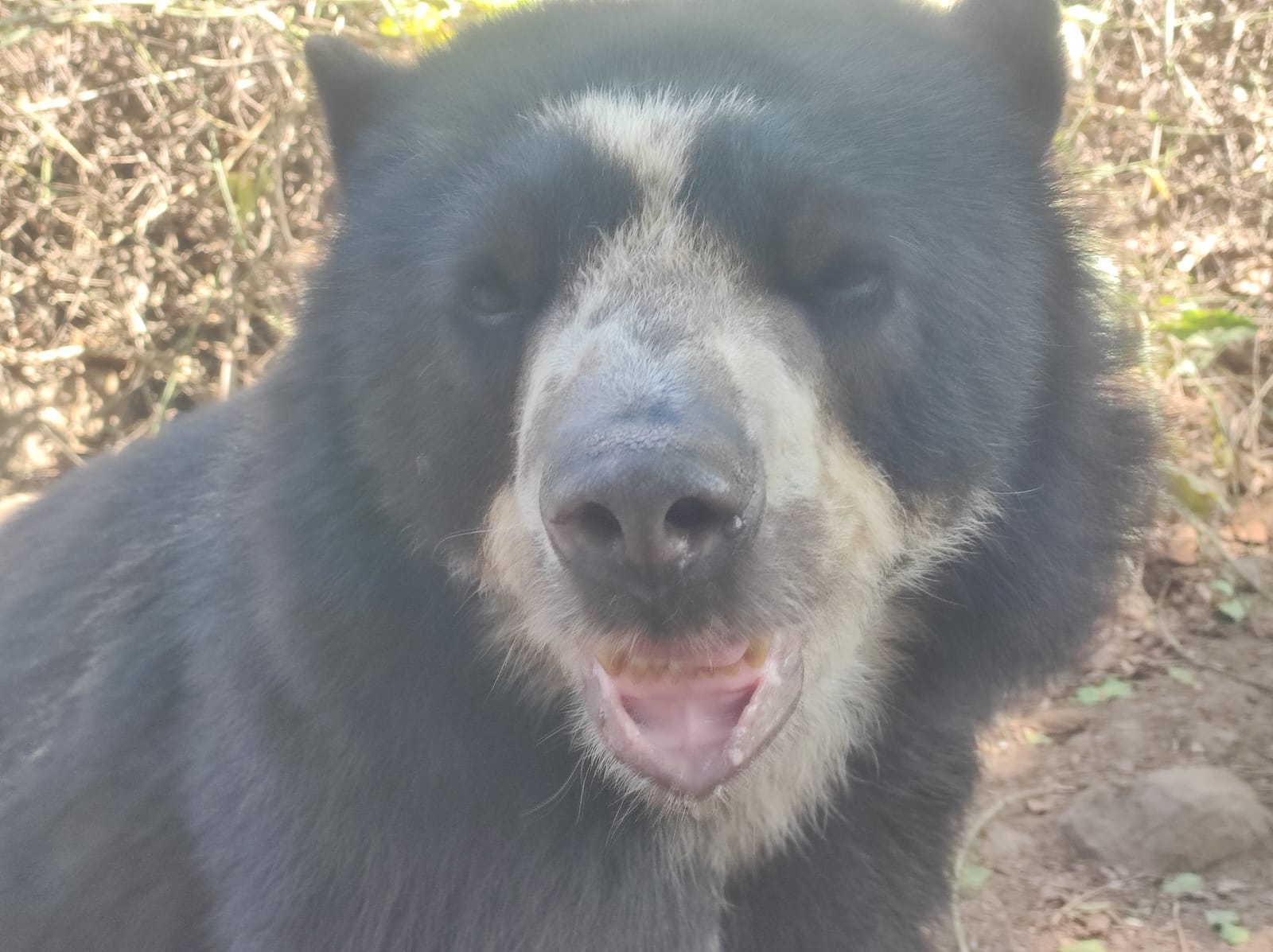 Discover Chaparri Ecological Reserve near Chiclayo, Peru. Spot spectacled bears, explore the dry forest and experience an unforgettable wildlife and ecotourism adventure.