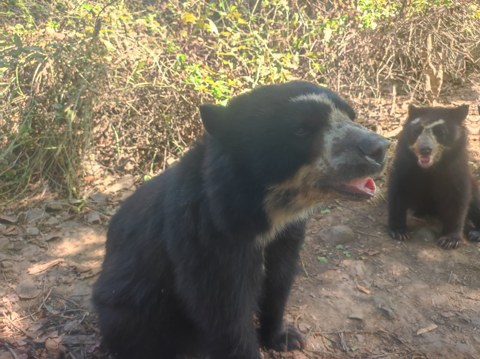 Discover Chaparri Ecological Reserve near Chiclayo, Peru. Spot spectacled bears, explore the dry forest and experience an unforgettable wildlife and ecotourism adventure.